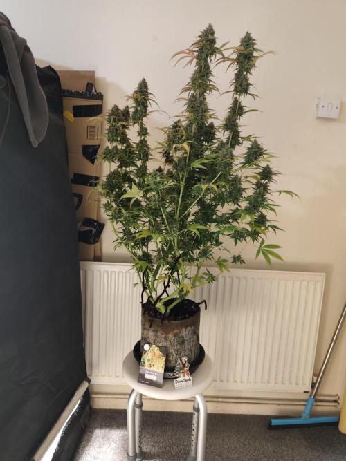 Divine seeds competition. Week 13