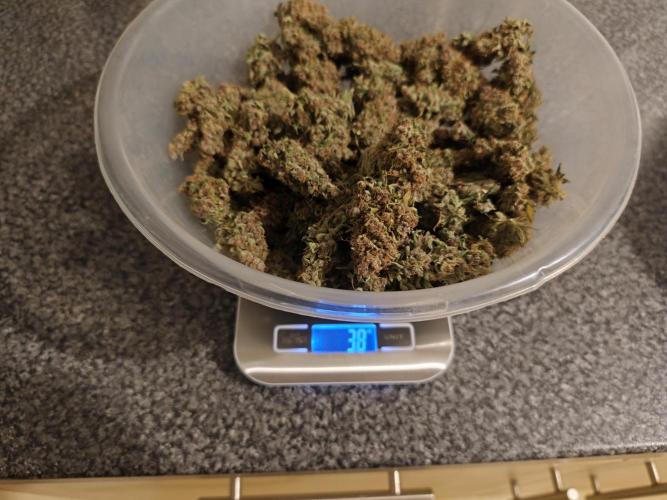 Divine seeds competition. Week 13