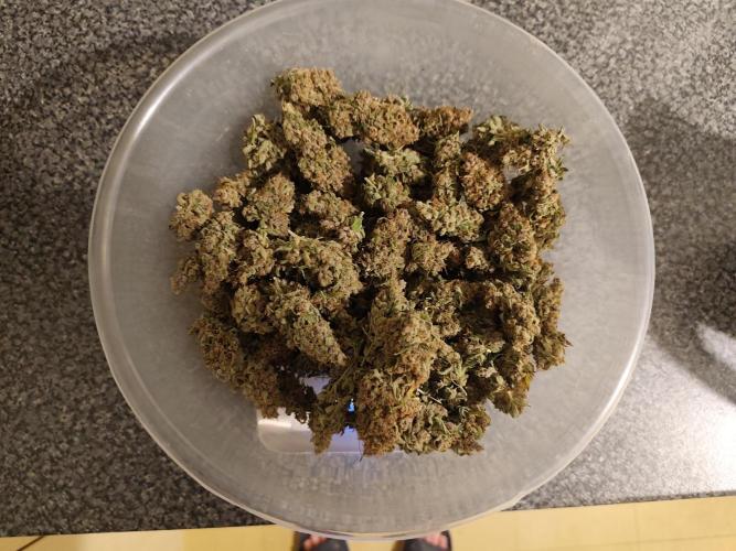 Divine seeds competition. Week 13