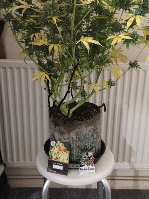 Divine seeds competition. Week 14