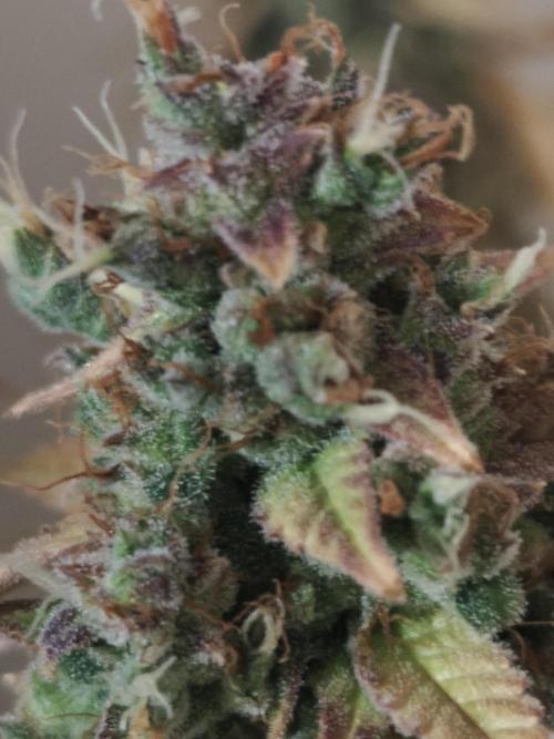 Divine seeds competition. Week 14