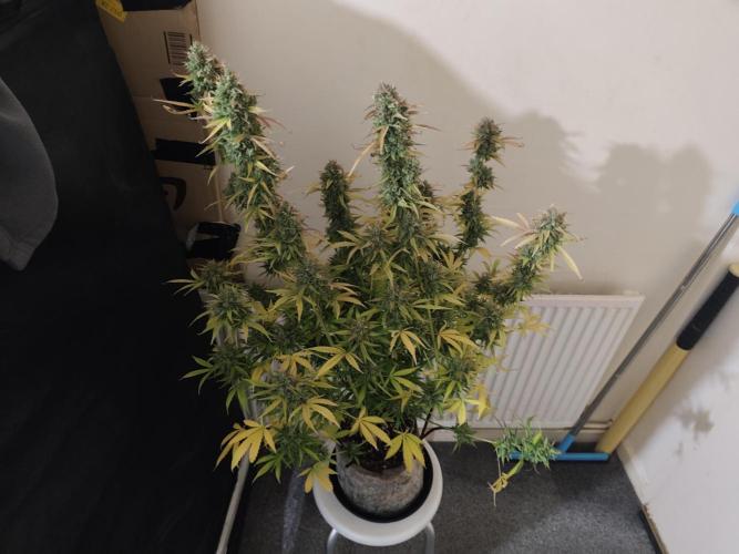 Divine seeds competition. Week 14