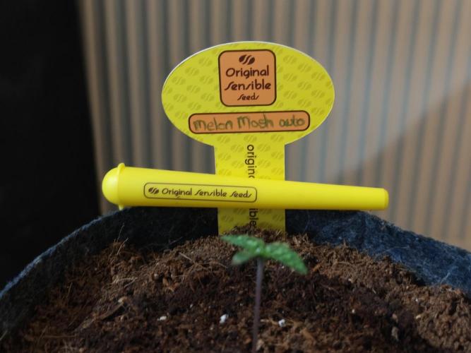 Original sensible seeds. Week 0