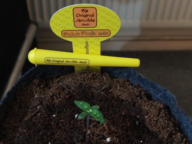 Original sensible seeds. Week 0