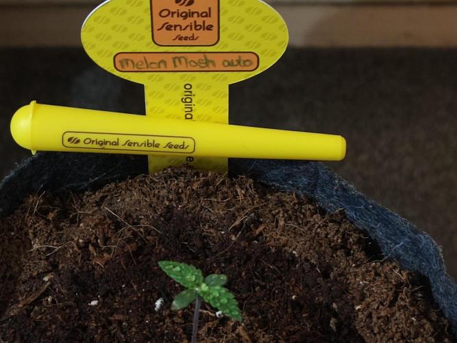 Original sensible seeds. Week 0