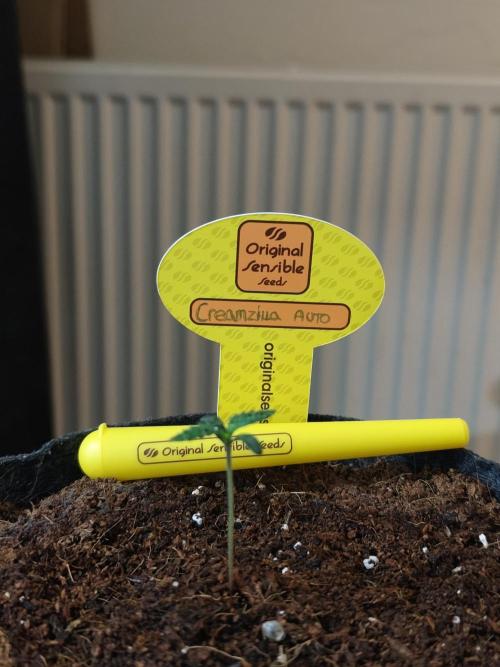 Original sensible seeds. Week 0