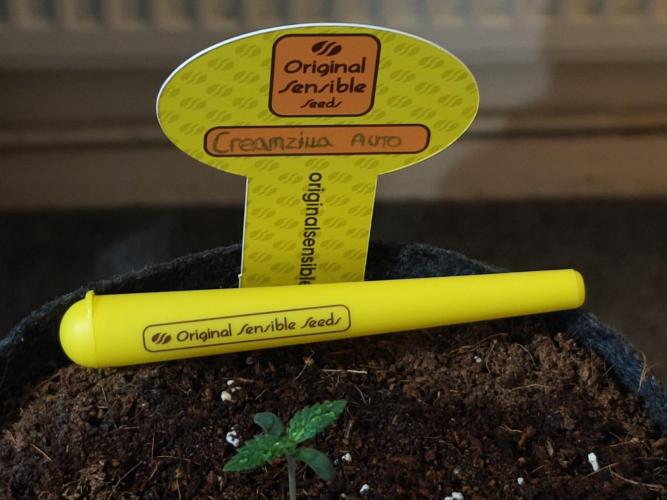 Original sensible seeds. Week 0