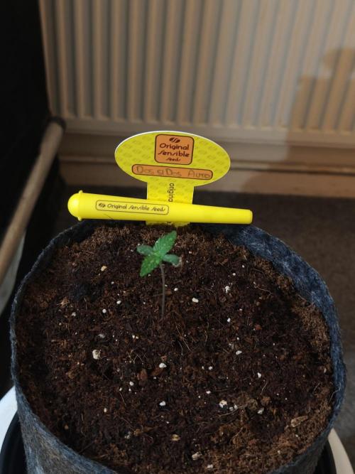 Original sensible seeds. Week 0