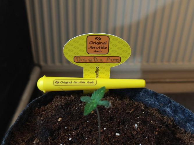 Original sensible seeds. Week 0