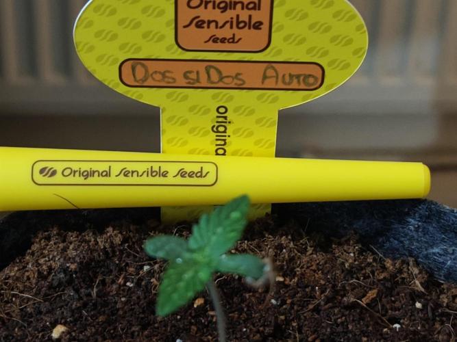 Original sensible seeds. Week 0