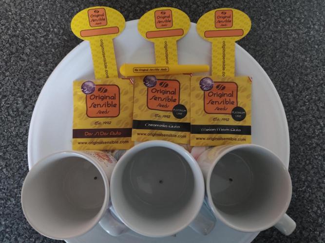 Original sensible seeds. Week 0 - Nearly blew myself up with this picture the cup on the left is my old army mug