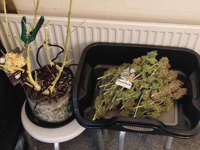 Divine seeds competition. Week 15