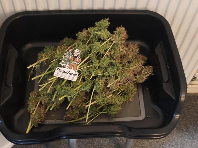 Divine seeds competition. Week 15