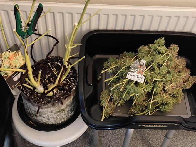 Divine seeds competition. Week 15