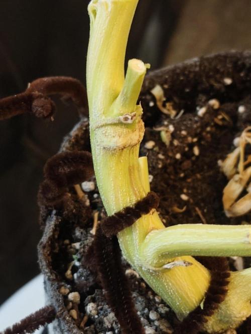 Divine seeds competition. Week 15 - See where she snapped clean through and prepared herself lovely