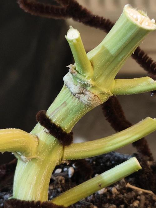 Divine seeds competition. Week 15