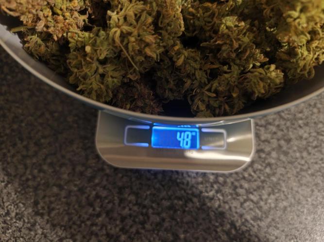 Divine seeds competition. Week 15