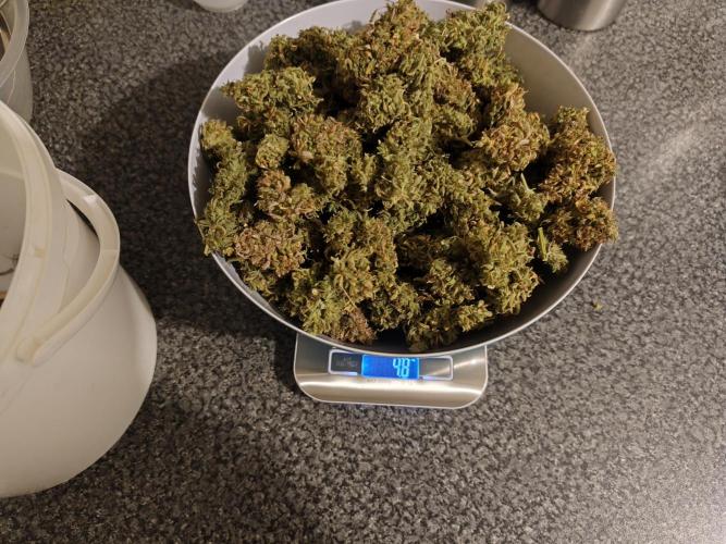 Divine seeds competition. Week 15