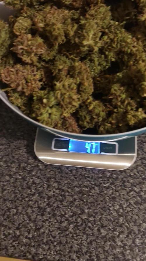 Divine seeds competition