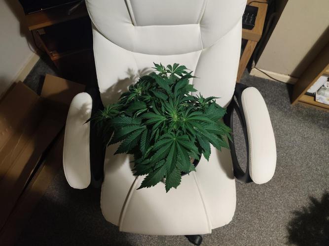 Original sensible seeds. Week 5