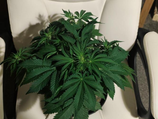 Original sensible seeds. Week 5