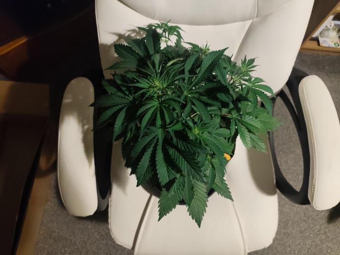 Original sensible seeds. Week 5