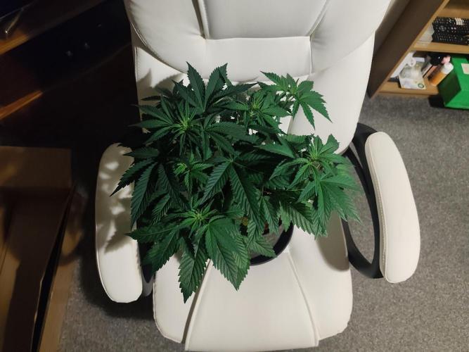 Original sensible seeds. Week 5