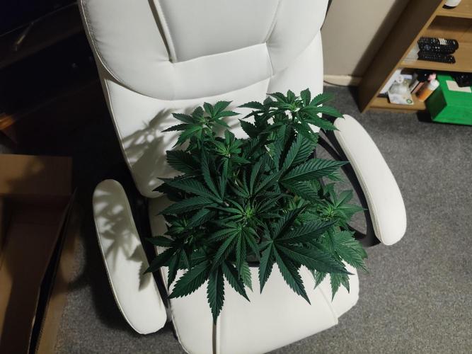 Original sensible seeds. Week 5