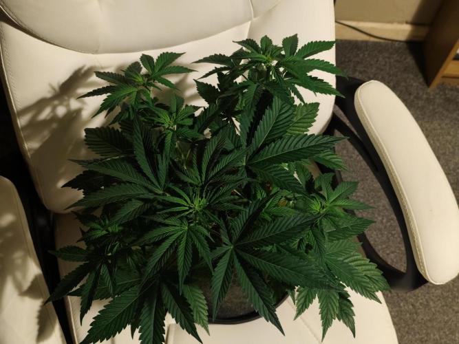 Original sensible seeds. Week 5