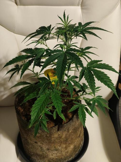 Original sensible seeds. Week 5