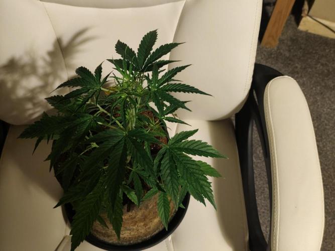 Original sensible seeds. Week 5