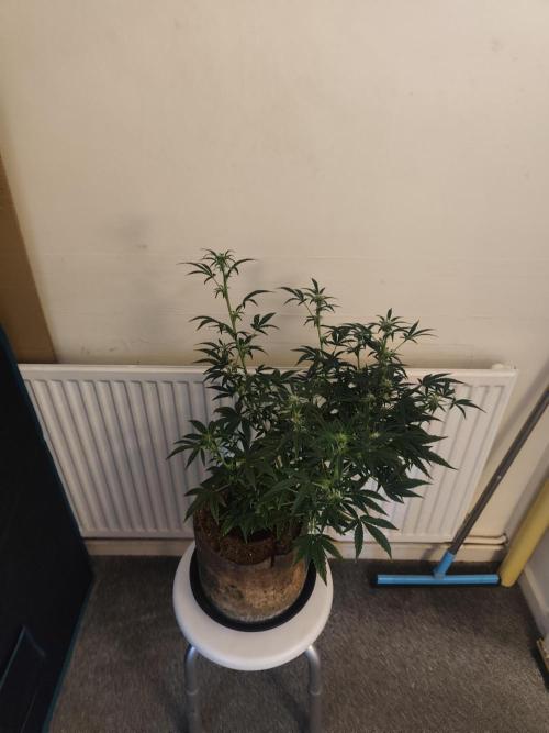 Original sensible seeds. Week 8