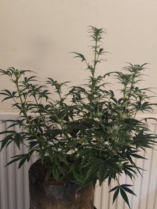 Original sensible seeds. Week 8