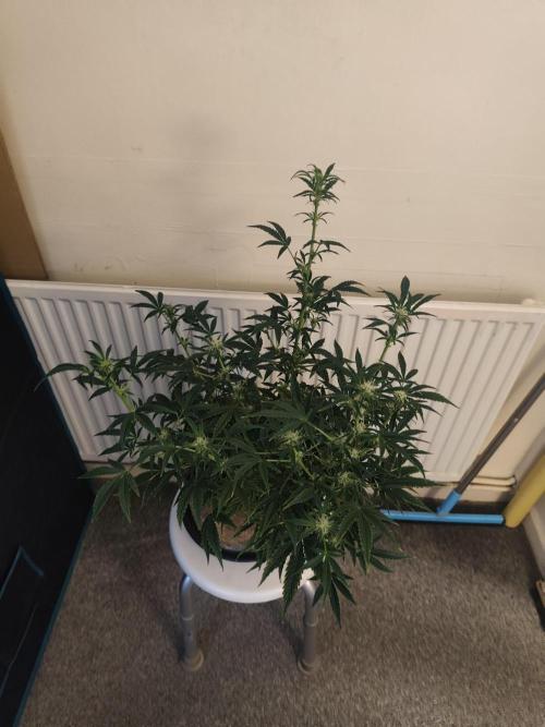Original sensible seeds. Week 8