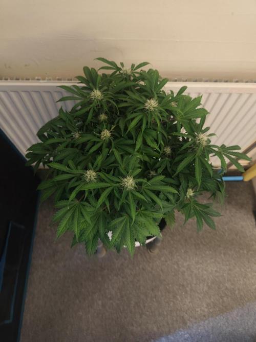 Original sensible seeds. Week 8