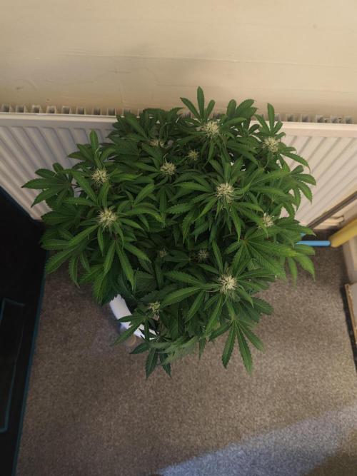 Original sensible seeds. Week 8