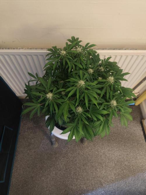 Original sensible seeds. Week 8