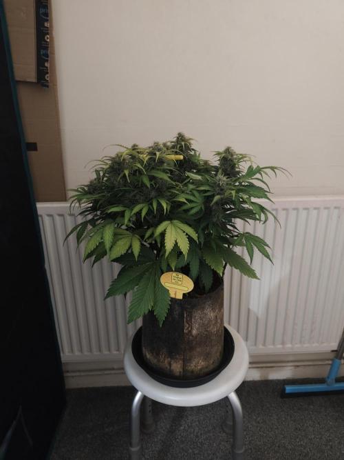 Original sensible seeds. Week 10