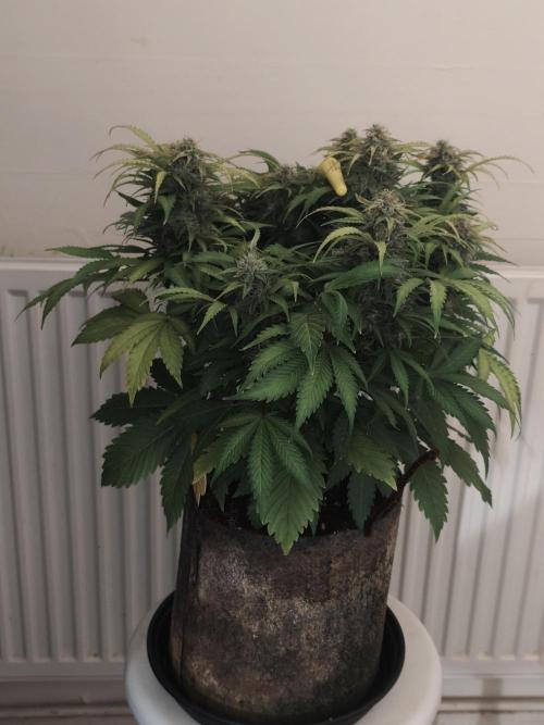 Original sensible seeds. Week 10