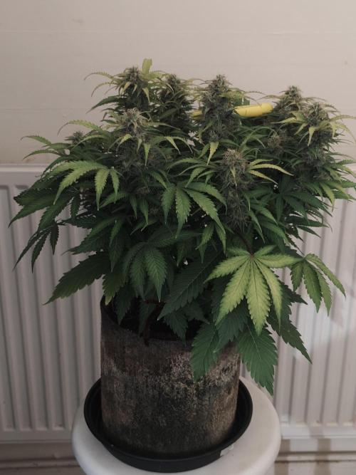 Original sensible seeds. Week 10