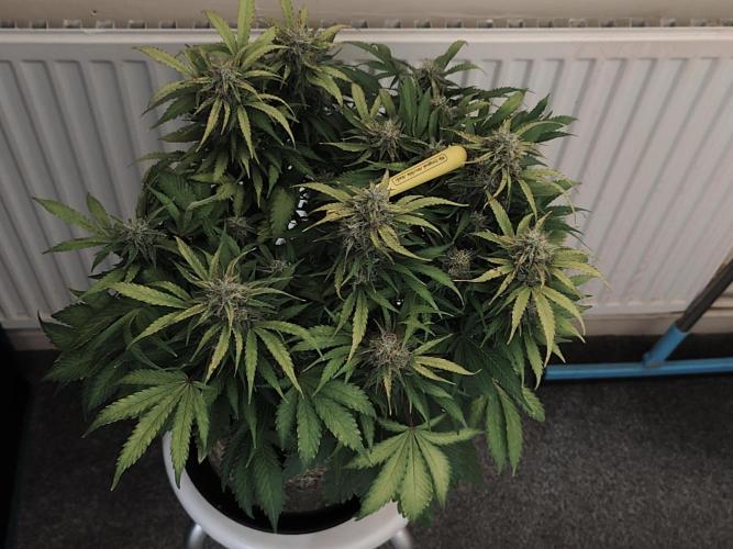 Original sensible seeds. Week 10