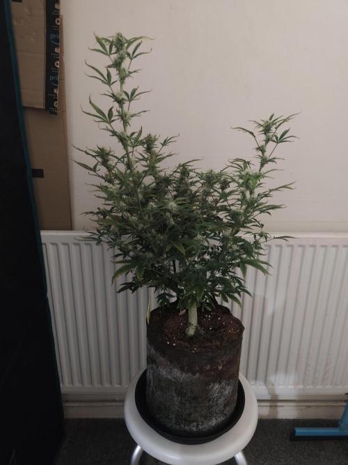 Original sensible seeds. Week 10