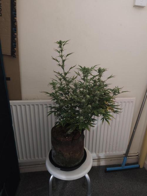 Original sensible seeds. Week 10