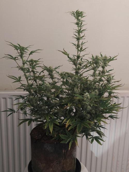 Original sensible seeds. Week 10