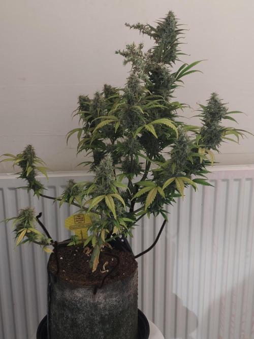 Original sensible seeds. Week 10