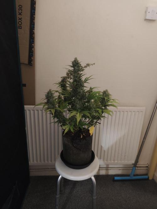 Original sensible seeds. Week 10