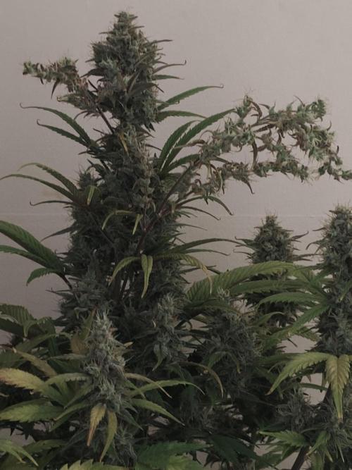 Original sensible seeds. Week 10 - I don't know about foxtails these look like horses tails 😂