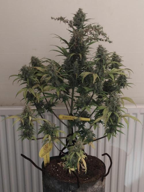 Original sensible seeds. Week 10