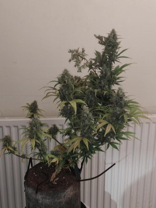 Original sensible seeds. Week 10