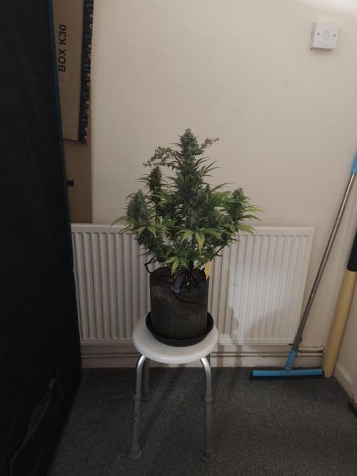 Original sensible seeds. Week 10